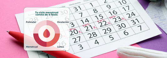 Las fases del ciclo menstrual: Guía completa para entender tu cuerpo